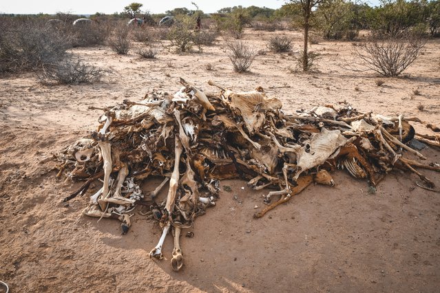 De karkassen van dieren langs de weg in Kenia
