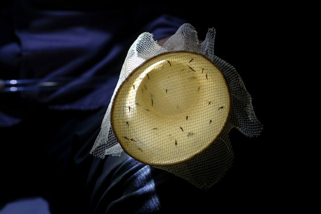 Deze muggen zijn gevangen om ze te bestuderen. De analyse helpt ons bij de bestrijding van malaria. © Matias Delacroix